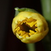 Daffodil opening by speedwell