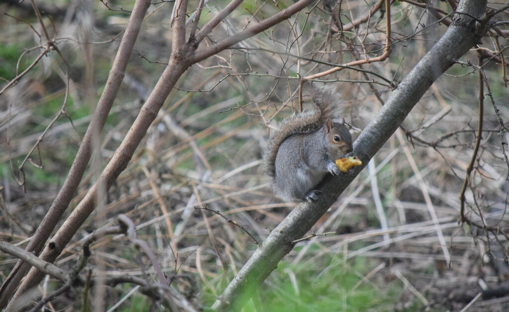The Hungry Squirrel by dragey74