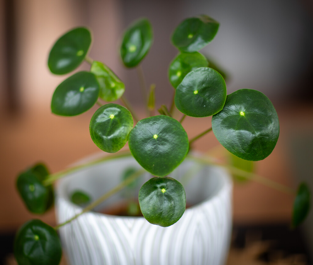 11-365 Money Plant (1 of 1) by juliecor