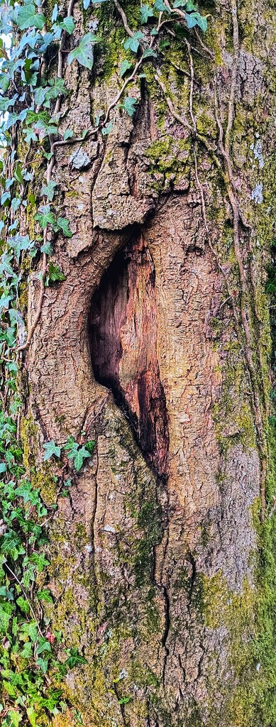 Intriguing Scar on Tree Trunk by teresa50