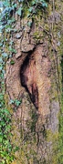 31st Jan 2024 - Intriguing Scar on Tree Trunk