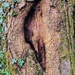 Intriguing Scar on Tree Trunk