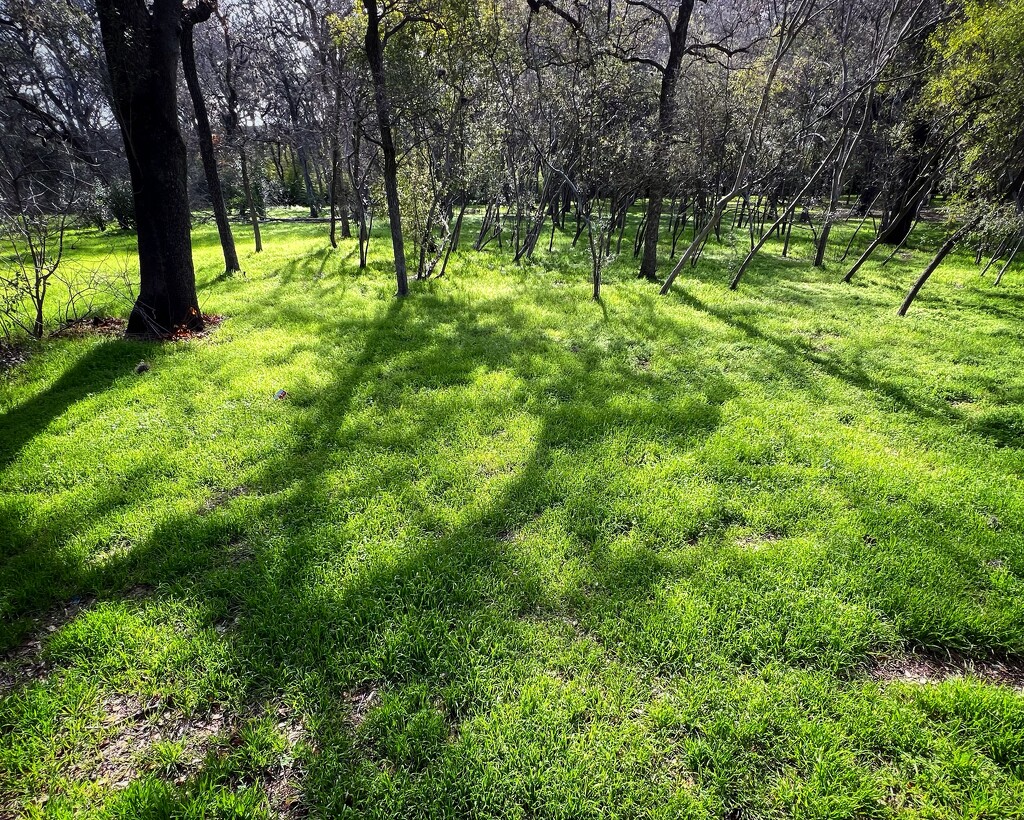 Green Meadow  by dkellogg