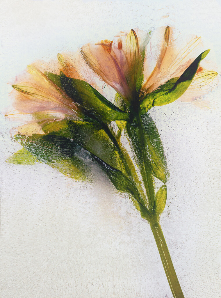 Frozen Peruvian Lily by pdulis