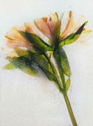 31st Jan 2024 - Frozen Peruvian Lily