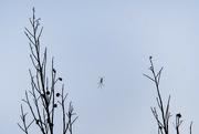 31st Jan 2024 - 031 - When Spiders Learned to Fly