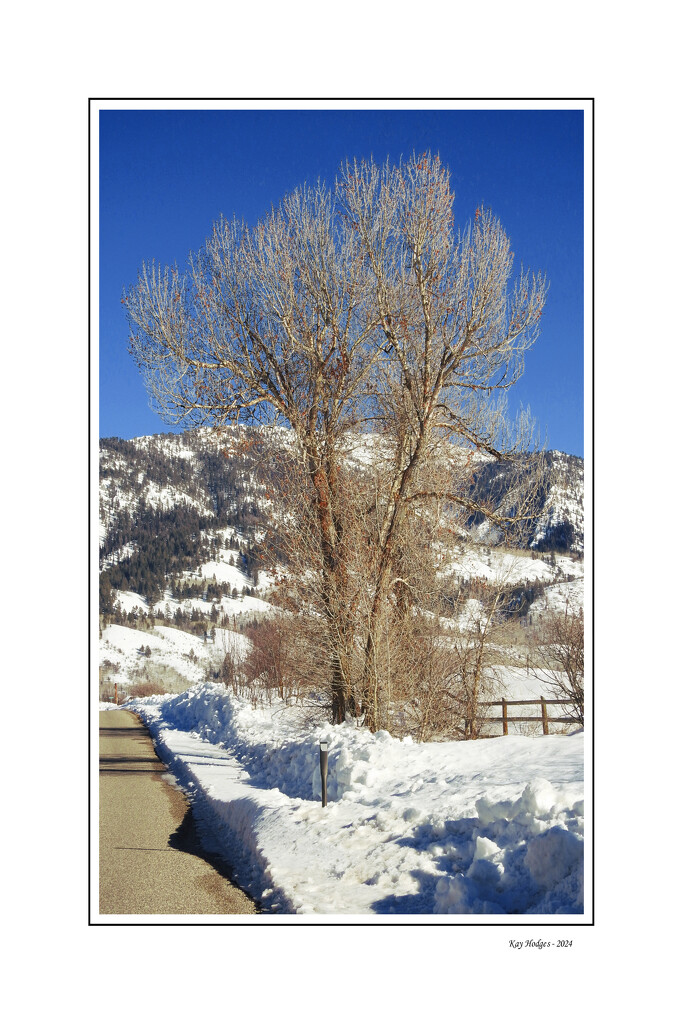 Tree in Winter by kbird61