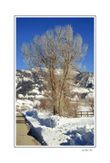 31st Jan 2024 - Tree in Winter