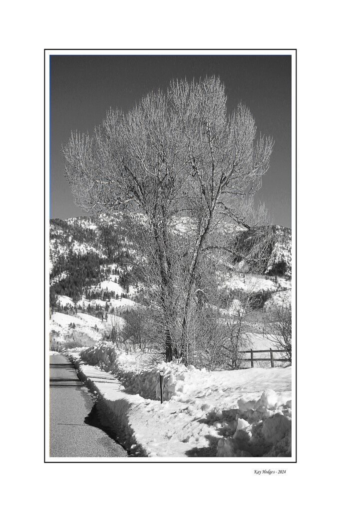Tree in Winter - BW by kbird61