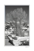 31st Jan 2024 - Tree in Winter - BW
