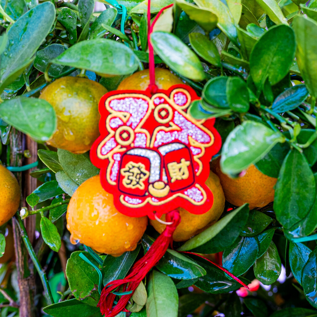 Chinese New Year decorations on Orange Bush by ianjb21