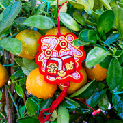 1st Feb 2024 - Chinese New Year decorations on Orange Bush