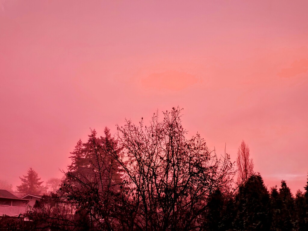 Pink Fog by gq
