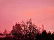 31st Jan 2024 - Pink Fog