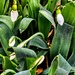 Snowdrops by gq