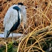 Blue Heron by gq