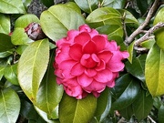1st Feb 2024 - Camellia, Middleton Place Gardens