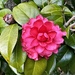 Camellia, Middleton Place Gardens by congaree