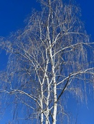 30th Jan 2024 - Look at a Birch Tree
