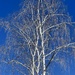 Look at a Birch Tree by gardenfolk