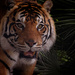Tiger by bel77
