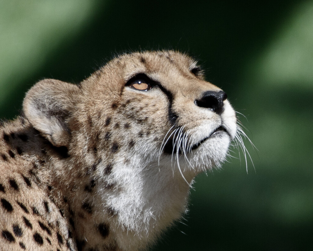 Cheetah by bel77
