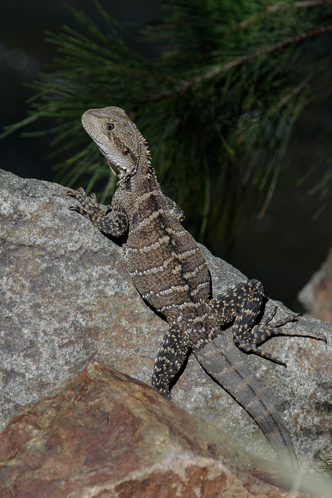 Water dragon at Cotter Reserve by bel77