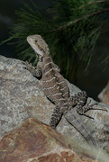 18th Jan 2024 - Water dragon at Cotter Reserve