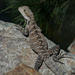 Water dragon at Cotter Reserve by bel77