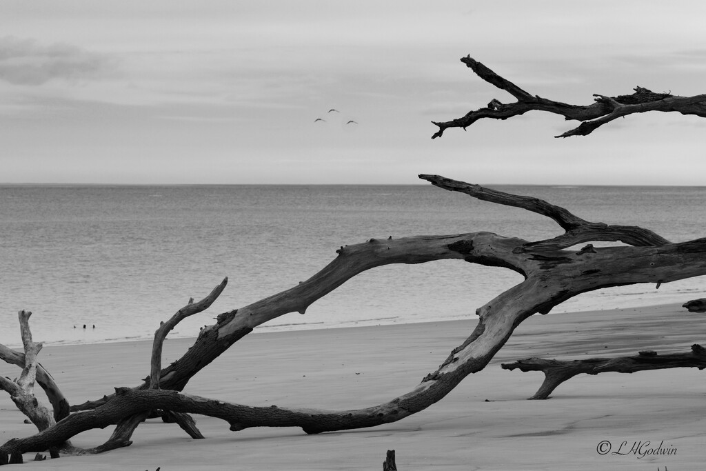 LHG_2780 Boneyard beach by rontu