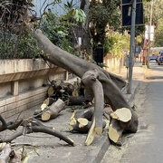 1st Feb 2024 - Tree fall 