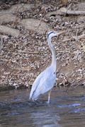 31st Jan 2024 - Great Blue Heron