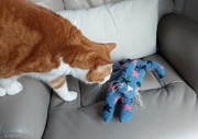 1st Feb 2024 - Misty explores the sock cat I made