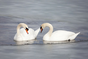 1st Feb 2024 - Mute Swans