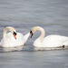 Mute Swans by bobbic