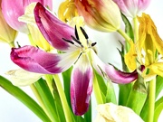 1st Feb 2024 - Knackered Tulips