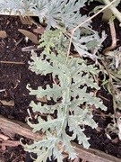 30th Jan 2024 - Globe Artichoke Leaf