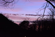 1st Feb 2024 - Late afternoon from the patio........