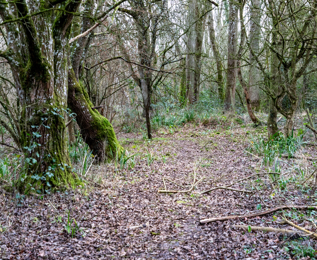 A Walk Through The Woods by tonus