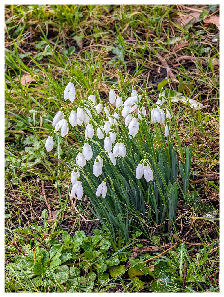 Snowdrops  by rhb