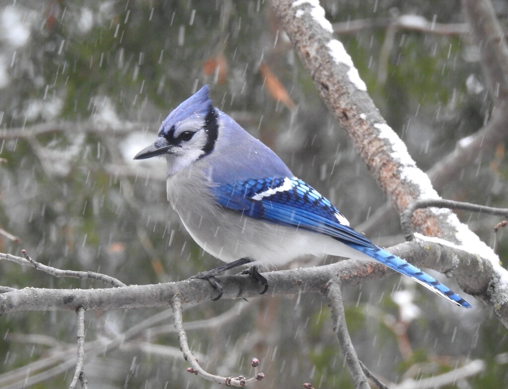 Blue Jay by sunnygreenwood