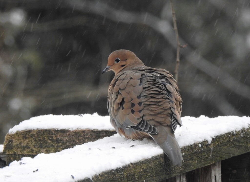 Mourning Dove by sunnygreenwood