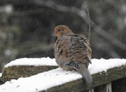 13th Jan 2024 - Mourning Dove
