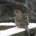 Mourning Dove by sunnygreenwood