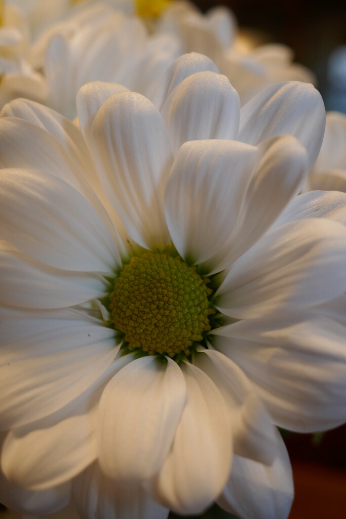 Daisy by dolores