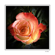 1st Feb 2024 - Peach Rose