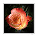 Peach Rose by kbird61