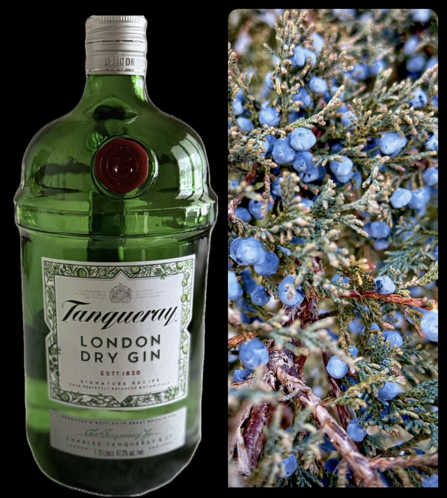 Juniper Berries and Gin by eahopp
