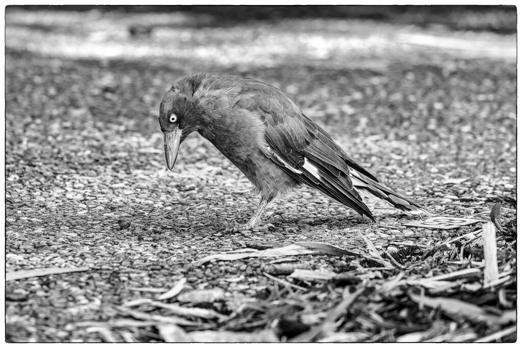 Currawong by pusspup