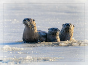 1st Feb 2024 - Otter Family Portrait